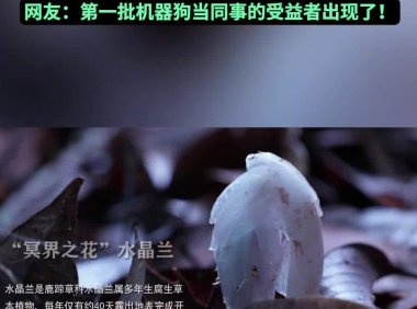 哀牢山迎来首位“机器人科考队员”，云深处山猫 M20S 拍到“冥界之花”