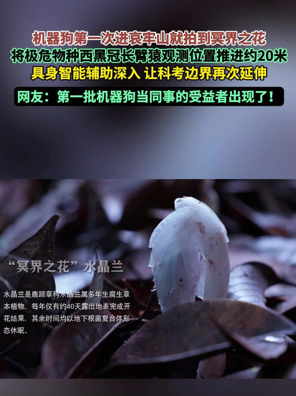 哀牢山迎来首位“机器人科考队员”，云深处山猫 M20S 拍到“冥界之花”